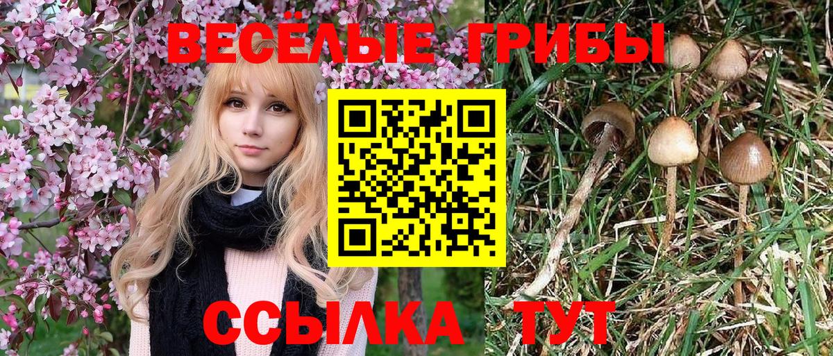 Псилоцибиновые грибы Cubensis  Псилоцибиновые грибы прущие грибы  Губаха  Вход с VPN 